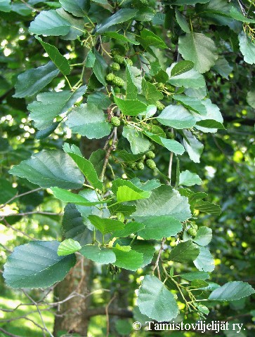 Alnus glutinosa